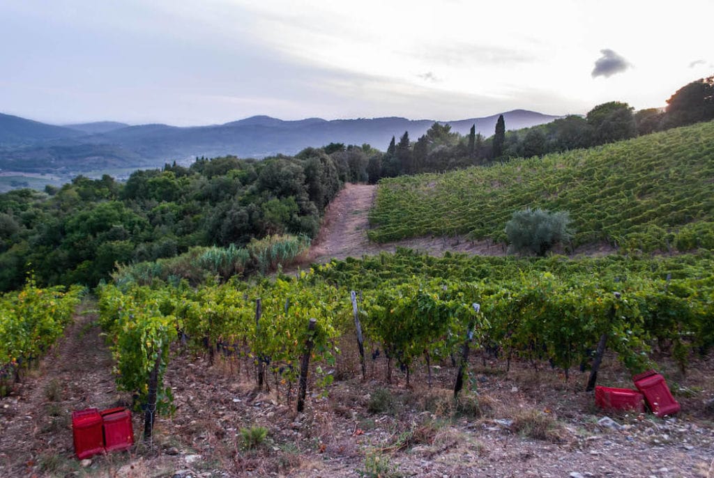 A vineyard Hill in Suvereto Tuscany