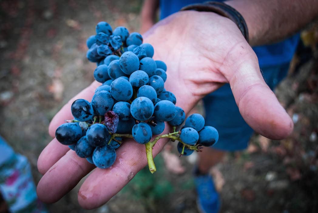 wine grapes in a hand Harvest