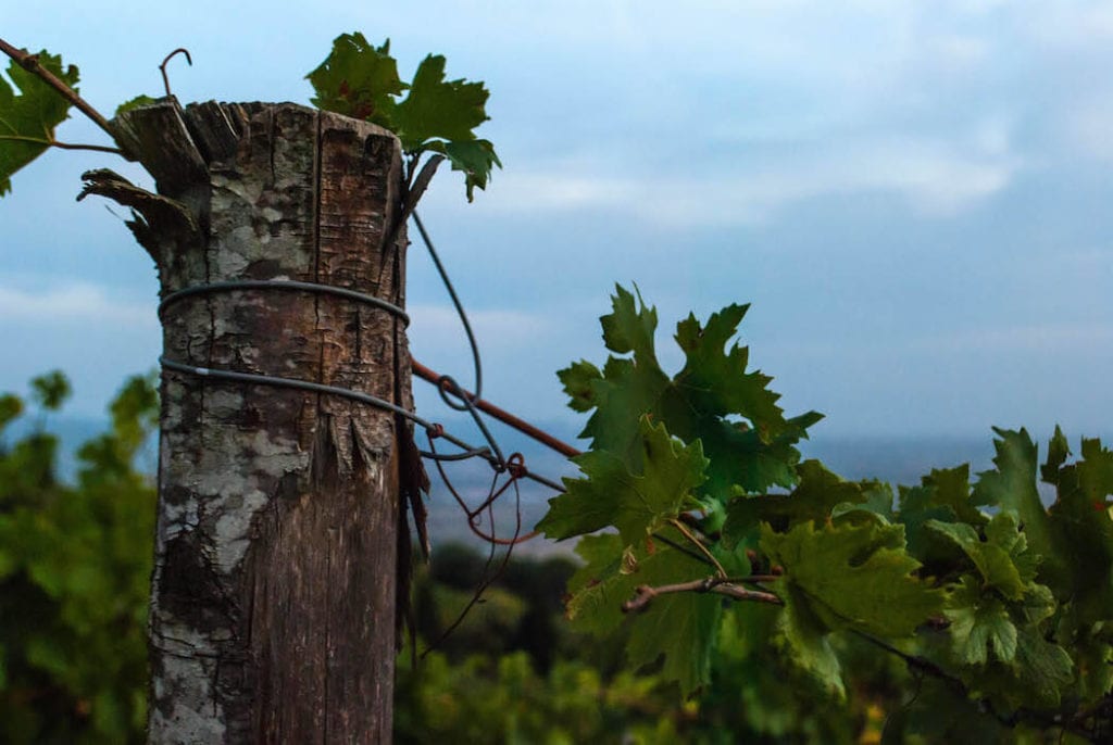 wood and vineyard Harvest Tuscany