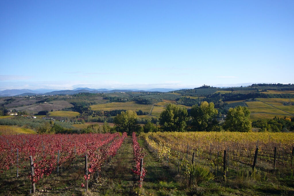 vineyards Chianti