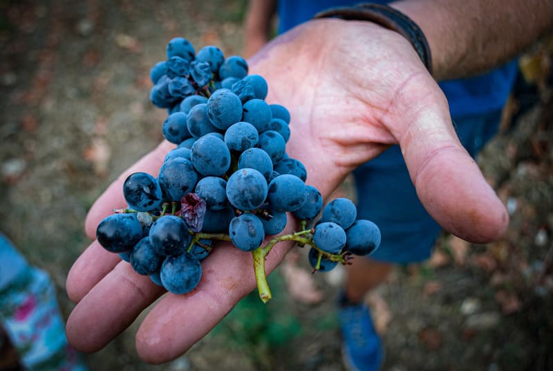 a bunch of wine grapes in a hand